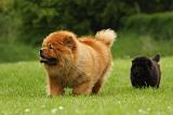 CHOW CHOW 532